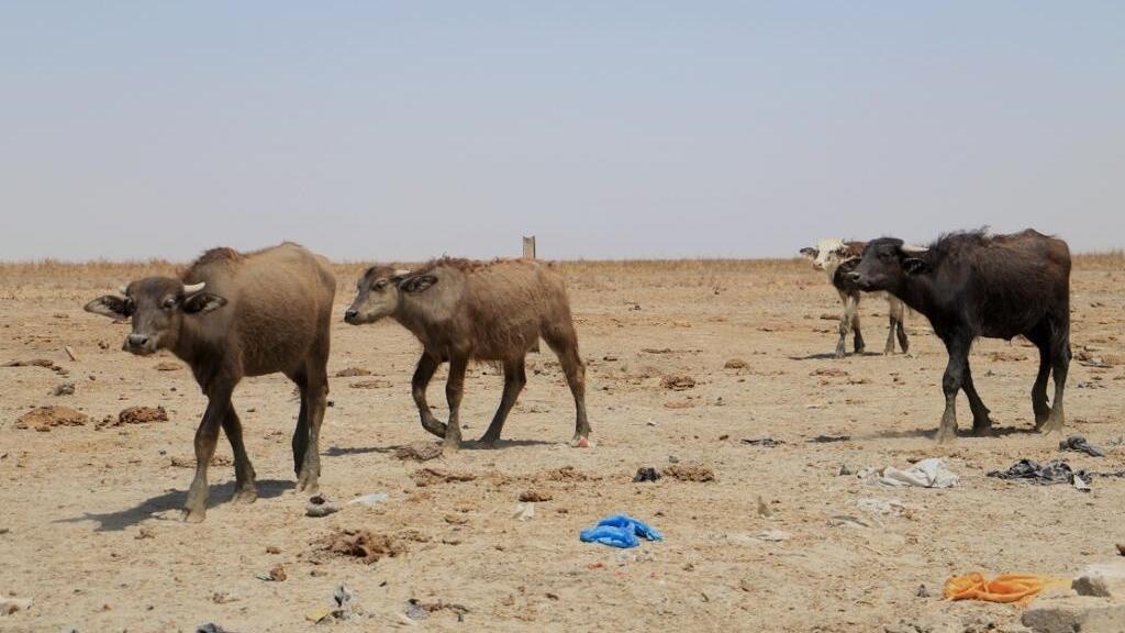 العراق: مربو الجواميس في الأهوار يشكون عواقب الجفاف الذي يضرب المنطقة